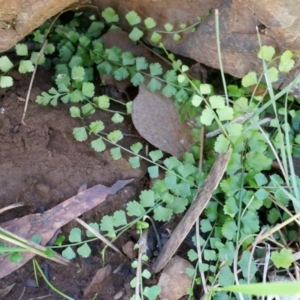 Asplenium flabellifolium at Canberra Central, ACT - 12 Apr 2014 11:03 AM