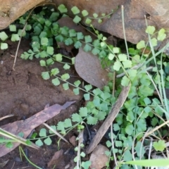 Asplenium flabellifolium (Necklace Fern) at Canberra Central, ACT - 12 Apr 2014 by AaronClausen