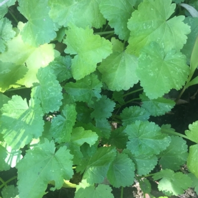 Modiola caroliniana (Red-flowered Mallow) at EDM Private Property - 21 Jul 2020 by Evelynm