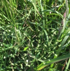 Briza minor (Shivery Grass) at EDM Private Property - 21 Jul 2020 by Evelynm