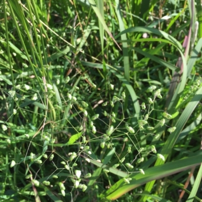 Briza minor (Shivery Grass) at EDM Private Property - 21 Jul 2020 by Evelynm