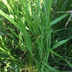 Briza minor at Woodstock, NSW - 21 Jul 2020 07:22 PM