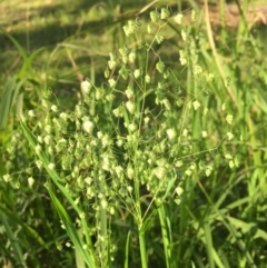 Briza minor at Woodstock, NSW - 21 Jul 2020 07:22 PM