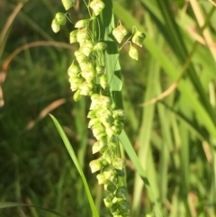 Briza minor at Woodstock, NSW - 21 Jul 2020 07:22 PM