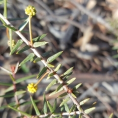 Acacia ulicifolia (Prickly Moses) at Garran, ACT - 22 Jul 2020 by Mike