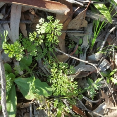 Daucus glochidiatus (Australian Carrot) at Mount Mugga Mugga - 22 Jul 2020 by Mike