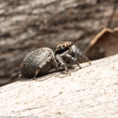 Jotus auripes (Jumping spider) at Uriarra Recreation Reserve - 21 Jul 2020 by Roger