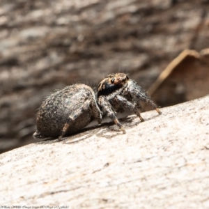 Jotus auripes at Stromlo, ACT - 21 Jul 2020