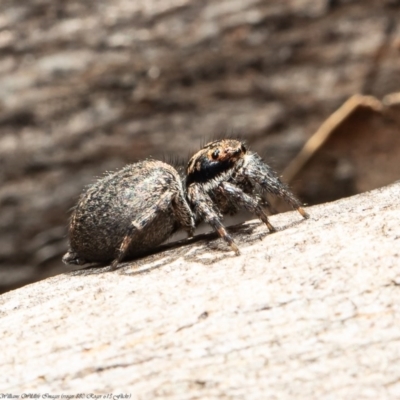 Jotus auripes (Jumping spider) at Uriarra Recreation Reserve - 21 Jul 2020 by Roger