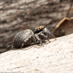 Jotus auripes (Jumping spider) at Stromlo, ACT - 21 Jul 2020 by Roger