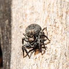 Jotus auripes at Stromlo, ACT - 21 Jul 2020