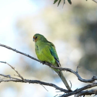 Unidentified Parrot at Deakin, ACT - 22 Jul 2020 by Ct1000