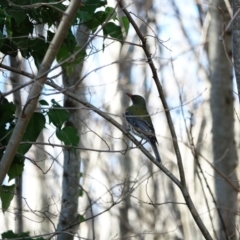 Oriolus sagittatus (Olive-backed Oriole) at Deakin, ACT - 23 Jul 2020 by Ct1000