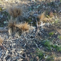 Nassella trichotoma (Serrated Tussock) at Majura, ACT - 23 Jul 2020 by Avery