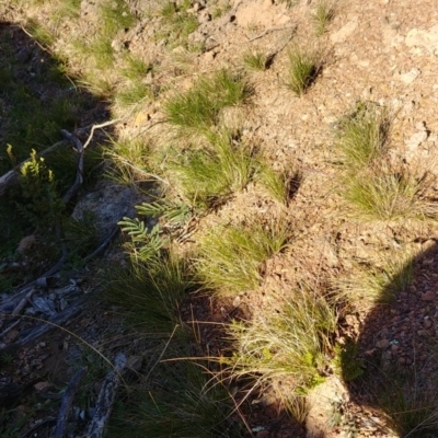 Austrostipa sp. (A Corkscrew Grass) at Mount Ainslie - 23 Jul 2020 by Avery