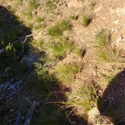 Austrostipa (genus) (A Corkscrew Grass) at Majura, ACT - 23 Jul 2020 by Avery