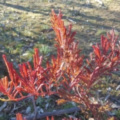 Acacia rubida (Red-stemmed Wattle, Red-leaved Wattle) at O'Malley, ACT - 22 Jul 2020 by Mike