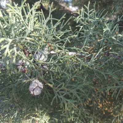 Hesperocyparis arizonica (Arizona Cypress) at Jerrabomberra, ACT - 22 Jul 2020 by Mike