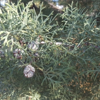 Cupressus arizonica (Arizona Cypress) at Mount Mugga Mugga - 22 Jul 2020 by Mike