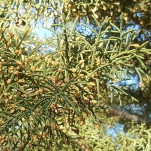 Cupressus arizonica at Jerrabomberra, ACT - 22 Jul 2020