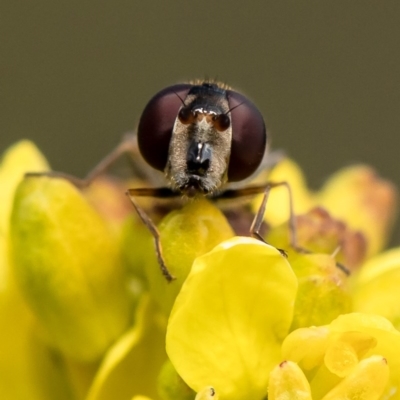 Syrphini (tribe) (Unidentified syrphine hover fly) at Stromlo, ACT - 23 Jul 2020 by Roger