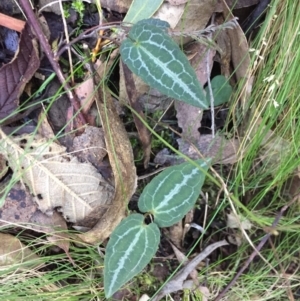 Clematis aristata at Paddys River, ACT - 23 Jul 2020