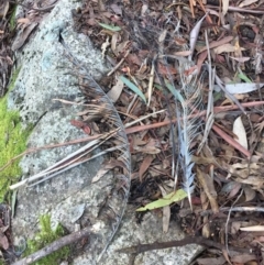 Menura novaehollandiae (Superb Lyrebird) at Paddys River, ACT - 22 Jul 2020 by WalterEgo