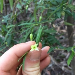 Billardiera mutabilis (Climbing Apple Berry, Apple Berry, Snot Berry, Apple Dumblings, Changeable Flowered Billardiera) at Tidbinbilla Nature Reserve - 22 Jul 2020 by WalterEgo