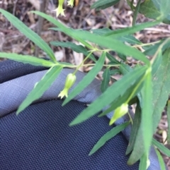 Billardiera mutabilis at Paddys River, ACT - 23 Jul 2020