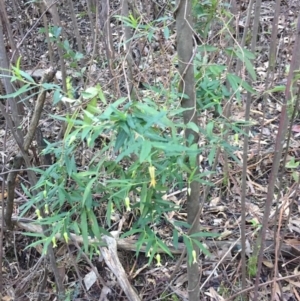 Billardiera mutabilis at Paddys River, ACT - 23 Jul 2020