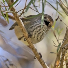 Acanthiza pusilla (Brown Thornbill) at National Zoo and Aquarium - 22 Jul 2020 by RodDeb