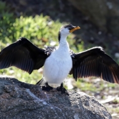Microcarbo melanoleucos (Little Pied Cormorant) at Molonglo Valley, ACT - 22 Jul 2020 by RodDeb