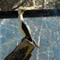 Microcarbo melanoleucos at Molonglo Valley, ACT - 22 Jul 2020