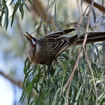 Anthochaera carunculata (Red Wattlebird) at National Zoo and Aquarium - 22 Jul 2020 by RodDeb