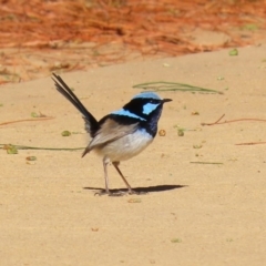 Malurus cyaneus (Superb Fairywren) at Molonglo Valley, ACT - 22 Jul 2020 by RodDeb