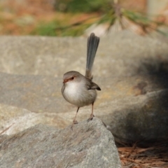 Malurus cyaneus at Molonglo Valley, ACT - 22 Jul 2020