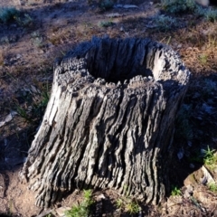 Papyrius nitidus (Shining Coconut Ant) at Molonglo River Reserve - 23 Jul 2020 by Kurt