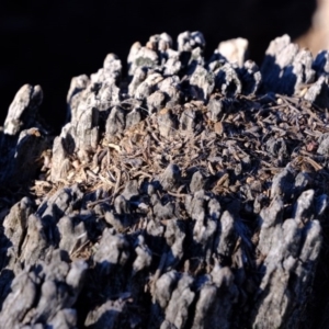 Papyrius nitidus at Molonglo River Reserve - suppressed