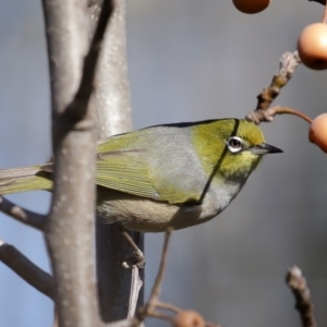 Zosterops lateralis at Molonglo Valley, ACT - 22 Jul 2020 11:24 AM