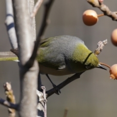 Zosterops lateralis at Molonglo Valley, ACT - 22 Jul 2020 11:24 AM