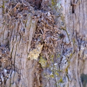 Papyrius nitidus at Molonglo River Reserve - 23 Jul 2020