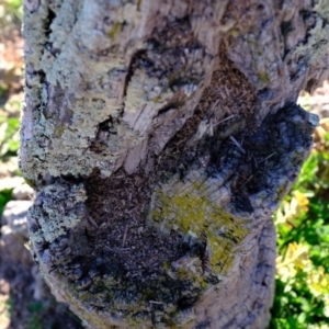 Papyrius nitidus at Molonglo River Reserve - suppressed