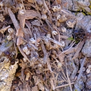 Papyrius nitidus at Molonglo River Reserve - suppressed