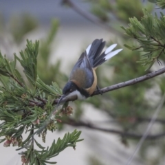 Acanthorhynchus tenuirostris (Eastern Spinebill) at Gungahlin, ACT - 23 Jul 2020 by AlisonMilton