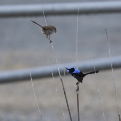 Malurus cyaneus (Superb Fairywren) at Gungahlin, ACT - 23 Jul 2020 by AlisonMilton