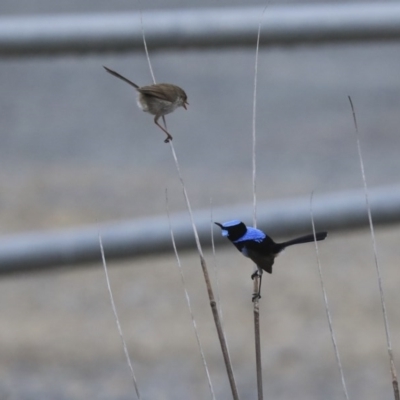 Malurus cyaneus (Superb Fairywren) at Gungahlin, ACT - 23 Jul 2020 by Alison Milton