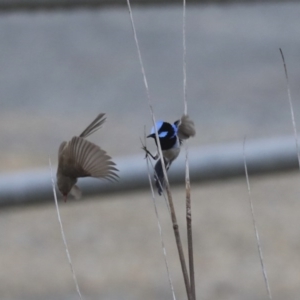 Malurus cyaneus at Gungahlin, ACT - 23 Jul 2020