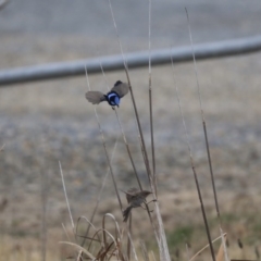 Malurus cyaneus at Gungahlin, ACT - 23 Jul 2020