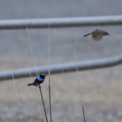 Malurus cyaneus at Gungahlin, ACT - 23 Jul 2020