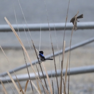 Malurus cyaneus at Gungahlin, ACT - 23 Jul 2020